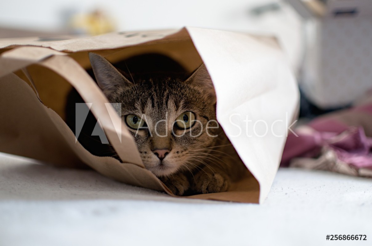Afbeeldingen van Cat in paper bag
